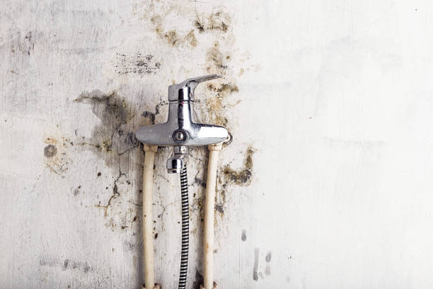 Best Local Mold Removal Service  in Pimmit Hills, VA