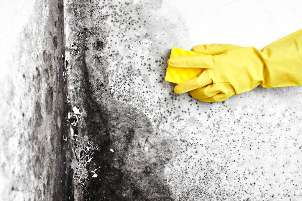 Pimmit Hills, VA Mold Removal Company