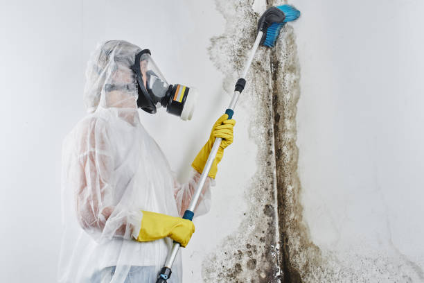 Certified Mold Removal in Pimmit Hills, VA
