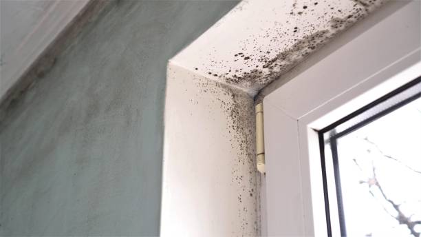 Best Toxic Mold Removal  in Pimmit Hills, VA