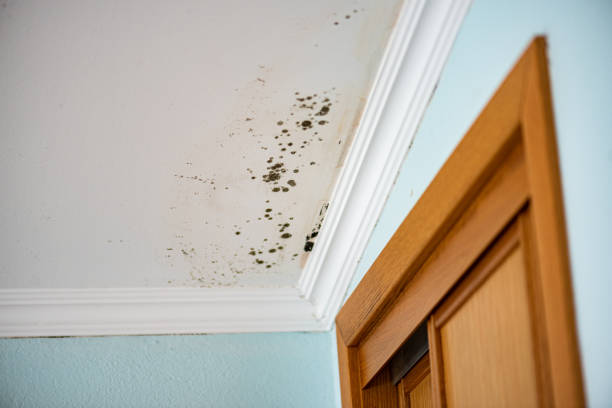 Best Mold Damage Repair  in Pimmit Hills, VA