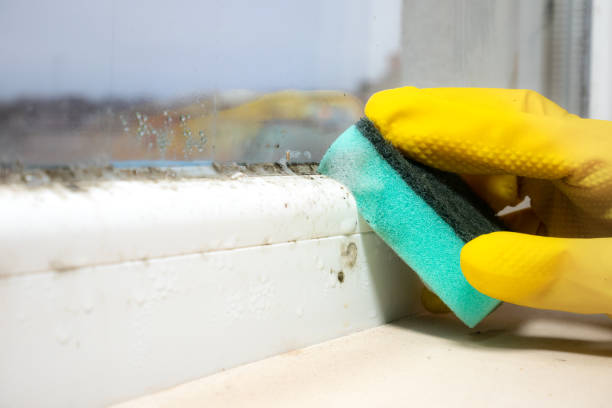 Best Certified Mold Removal  in Pimmit Hills, VA