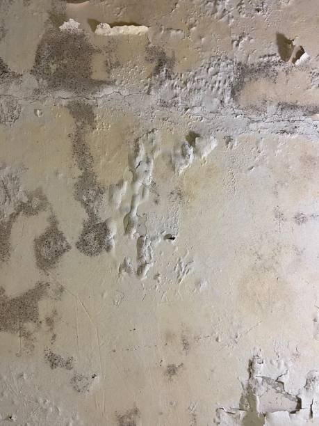 Best Mold Removal and Inspection  in Pimmit Hills, VA