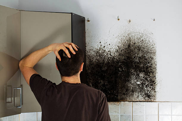 Best Office Mold Removal Services  in Pimmit Hills, VA