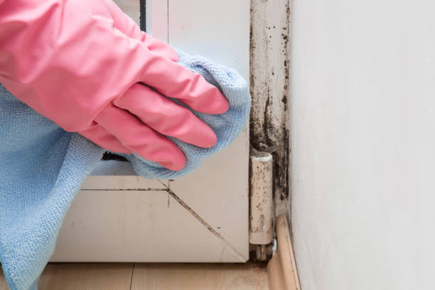 Best Mold Testing  in Pimmit Hills, VA