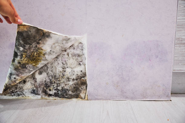 Best Mold Remediation  in Pimmit Hills, VA